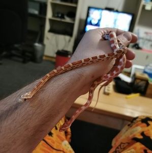 Meet your Posher, Joshua